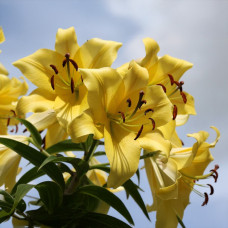 Цибулини лілії Yelloween 14/16