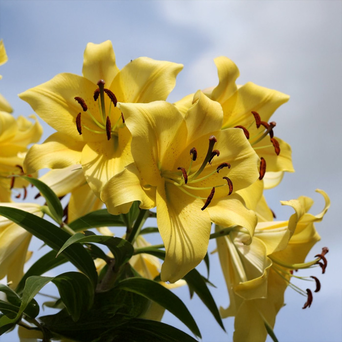 Цибулини лілії Yelloween 14/16