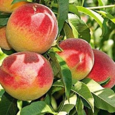 Персик ранний «Киевский»