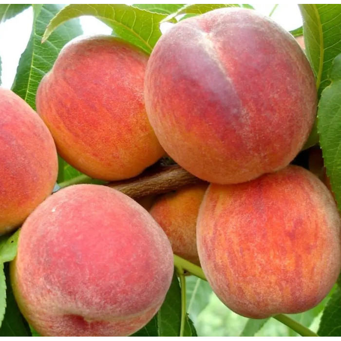 Персик Ред Хэвен (Redhaven)