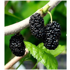 Шелковица "Шелли"