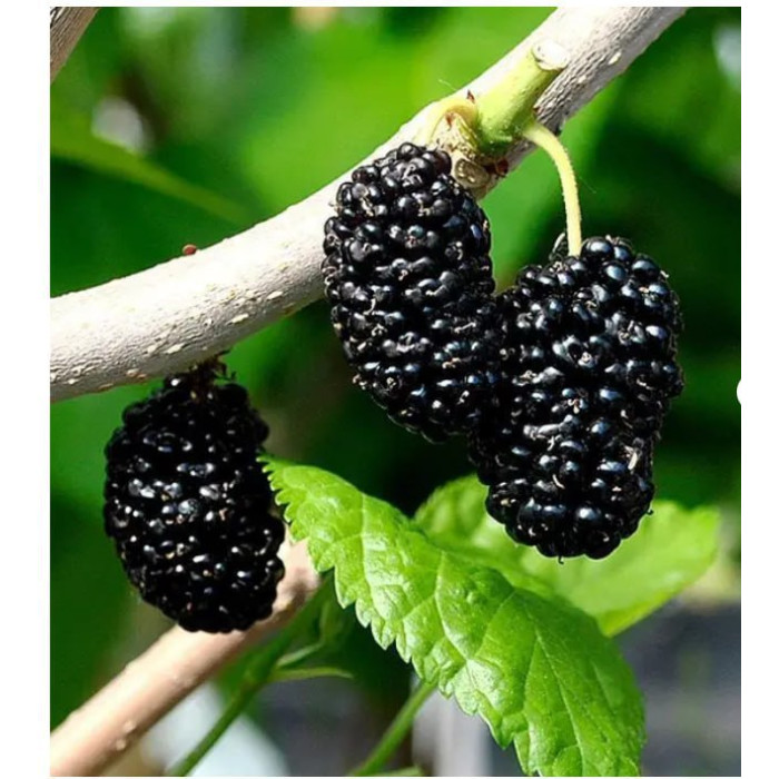 Шелковица "Шелли"