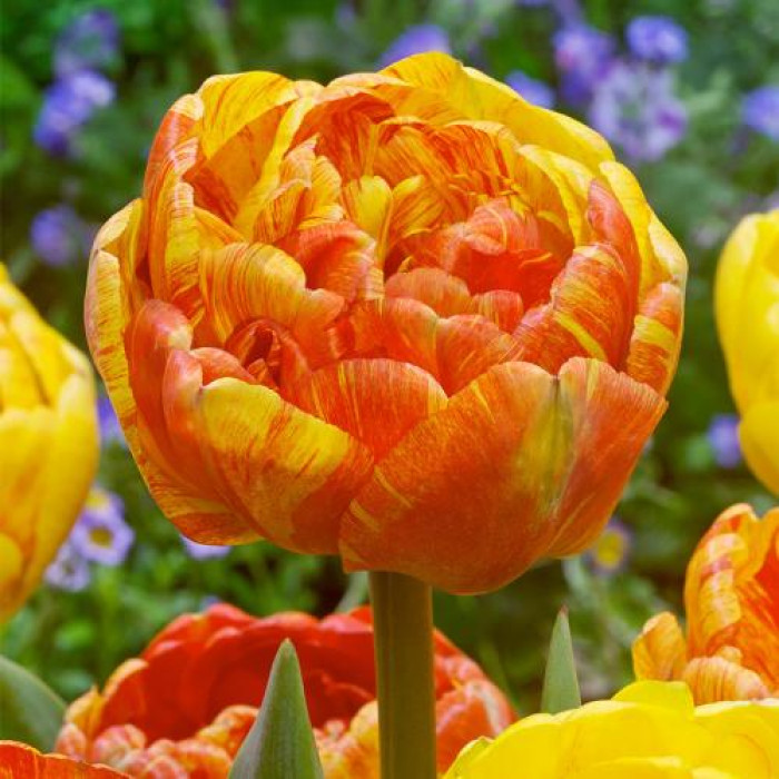 Луковицы тюльпанов Sunlover 12+ фото - Westgard