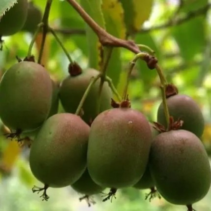 Актинидия аргута «Байерн Киви»