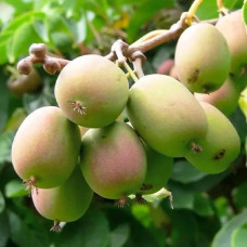 Актинидия аргута «Байерн Киви»