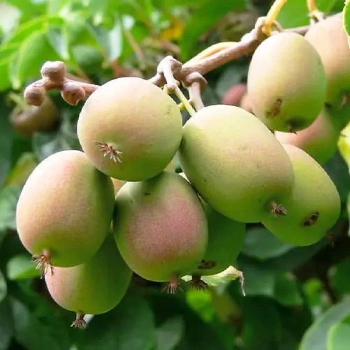 Актинидия аргута «Байерн Киви»