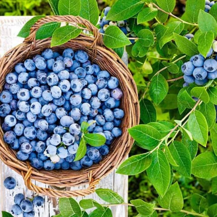 Саджанці пізньостиглої лохини «Санрайз»