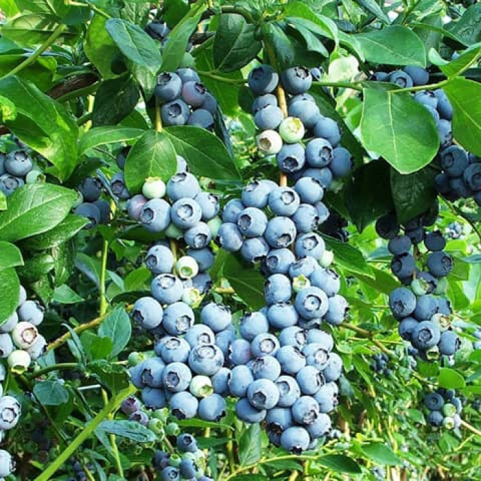 Саджанці пізньостиглої лохини «Санрайз»