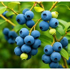 Саджанці лохини «Топ Хат»