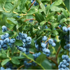 Саджанці пізньостиглої лохини «Бригітта Блю»