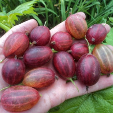 Саджанці середньопізнього аґрусу «Гермес»