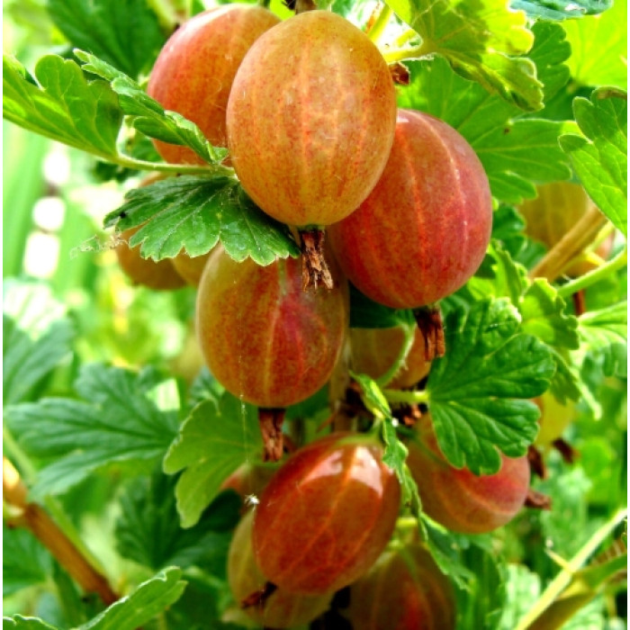 Саджанці середньопізнього аґрусу «Гермес»