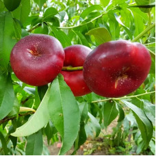 Нектарин Инжирный Донат