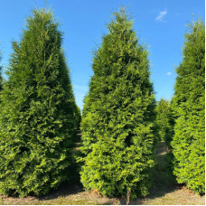 Саджанці туї західної «Брабант» 