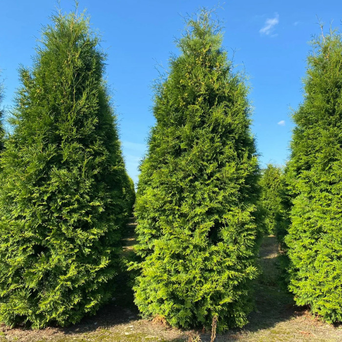 Саджанці туї західної «Брабант» 