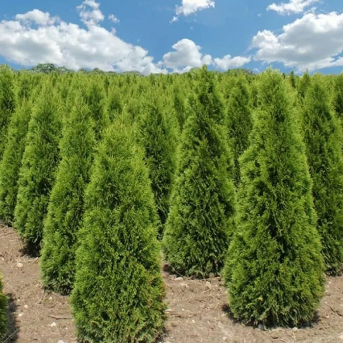 Саджанці туї західної «Брабант» 