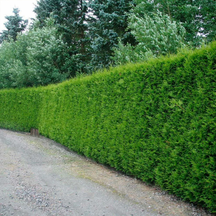 Саджанці туї західної «Брабант» 