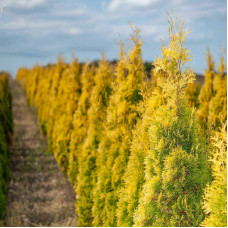 Саджанці лускатої туї «Янтар» 