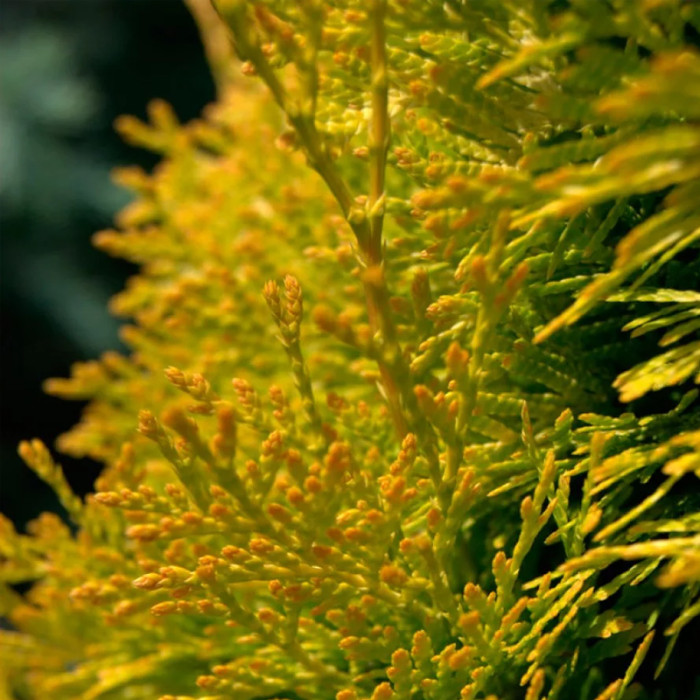 Саджанці лускатої туї «Янтар» 