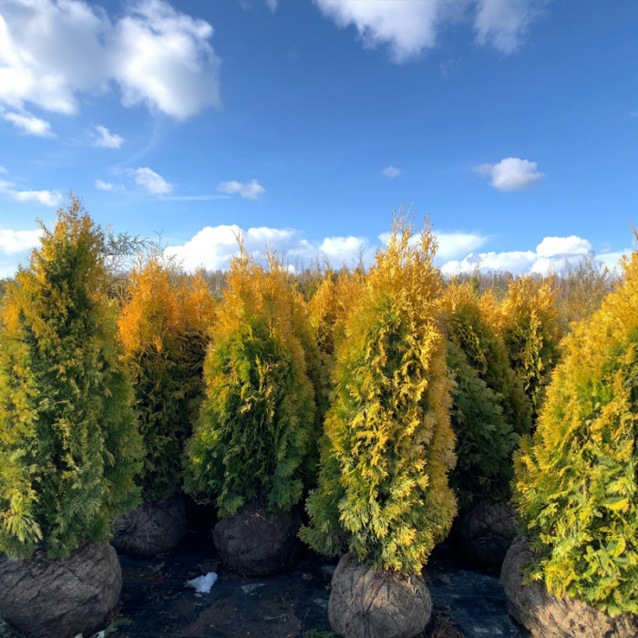 Саджанці лускатої туї «Янтар» 