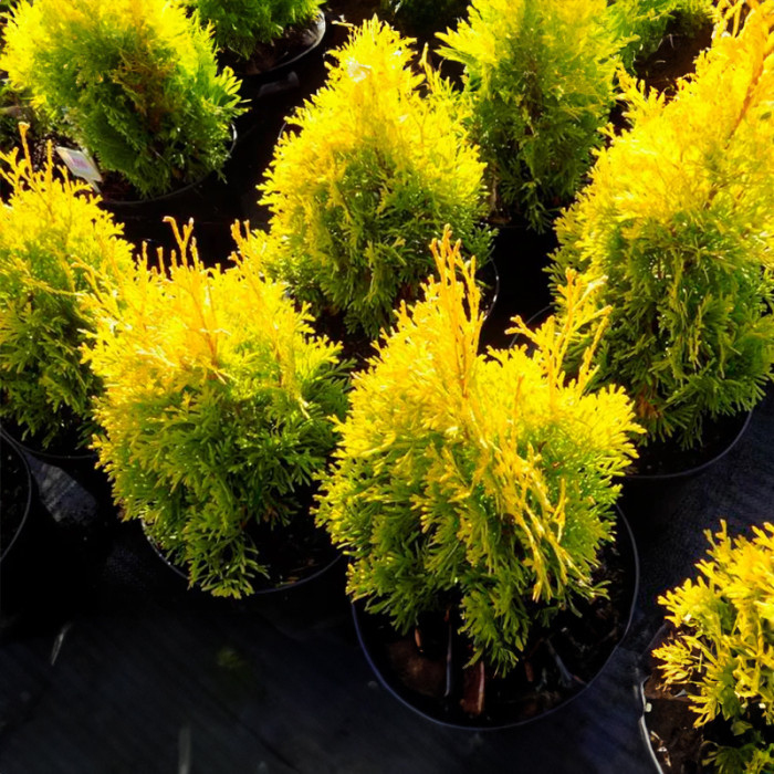 Саджанці лускатої туї «Янтар» 