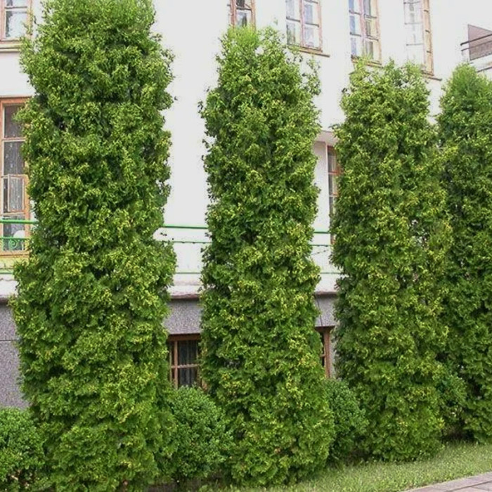 Саджанці туї західної «Колумна»