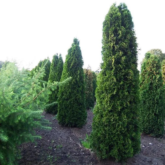 Саджанці туї західної «Колумна»