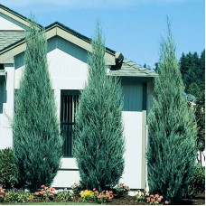 Саджанці скельного ялівцю «Скайрокет» 