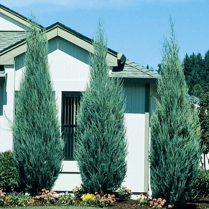 Саджанці скельного ялівцю «Скайрокет» 