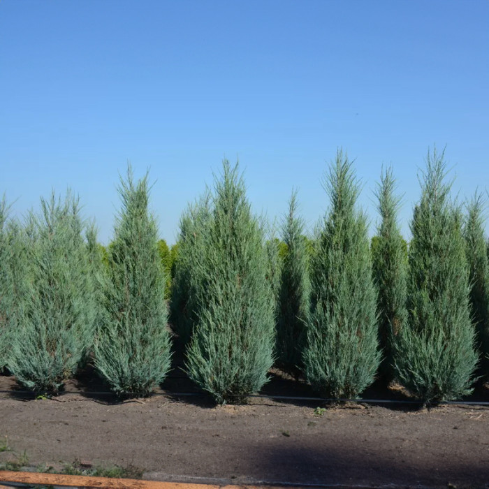 Саджанці скельного ялівцю «Скайрокет» 