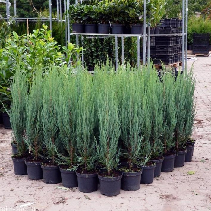 Саджанці скельного ялівцю «Скайрокет» 