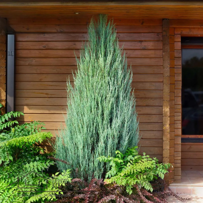 Саджанці скельного ялівцю «Скайрокет» 