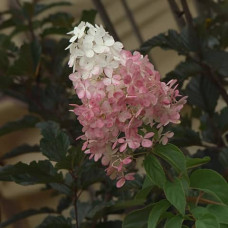 Саджанці волотистої гортензії «Діамантіно»