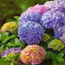 Саджанці великолистої гортензії «Лагуна»