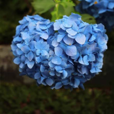 Саджанці великолистої гортензії «Нікко Блю»