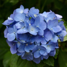 Саджанці великолистої гортензії «Оріон»