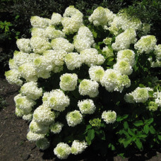 Саджанці волотистої гортензії «Пандора»