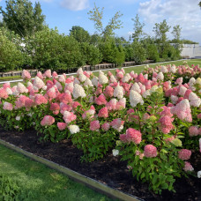 Саджанці волотистої гортензії « Пінк Еден Роуз»