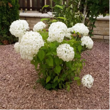 Саджанці деревоподібної гортензії «Анабель»