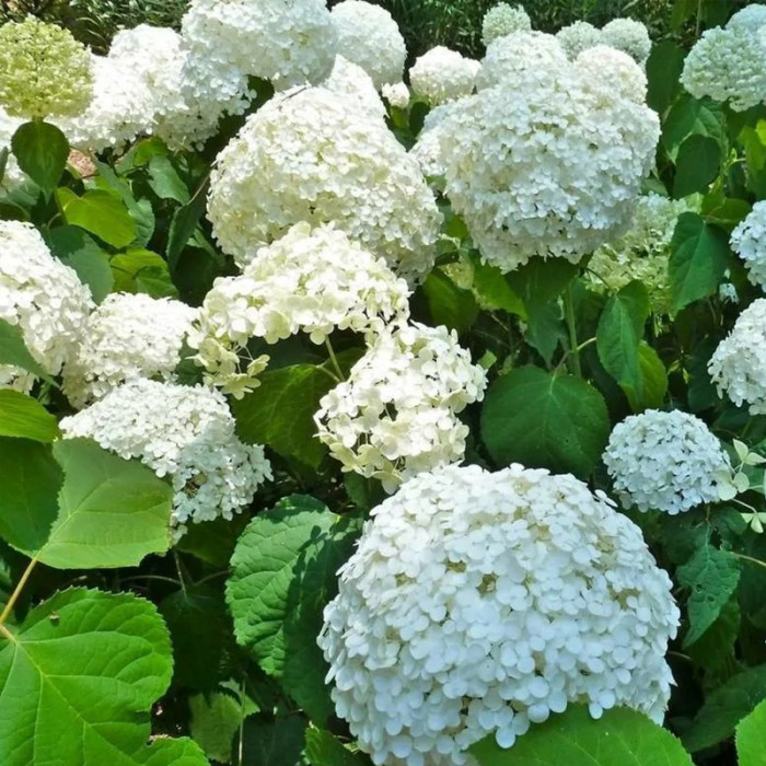 Саджанці деревоподібної гортензії «Анабель»