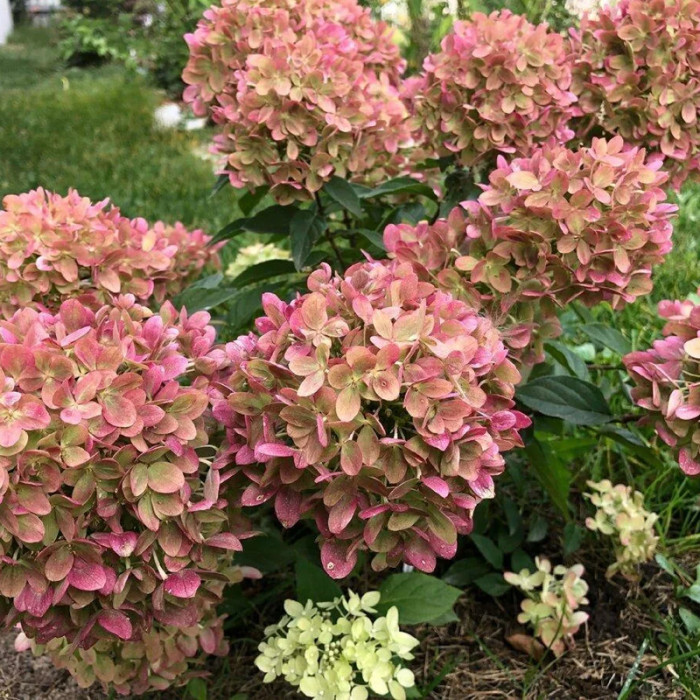 Саджанці волотистої гортензії «Граффіті»