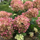 Саджанці волотистої гортензії «Граффіті»