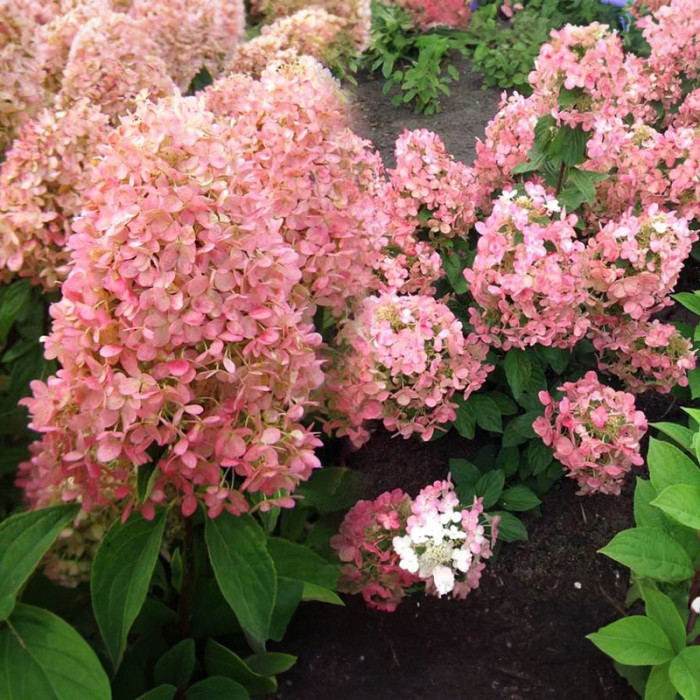 Саджанці волотистої гортензії «Граффіті»