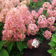 Саджанці волотистої гортензії «Граффіті»