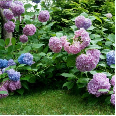 Саджанці великолистої гортензії «Хамелеон»