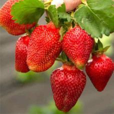 Саджанці великоплідної полуниці «Грейтбері»