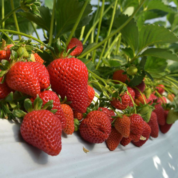 Саджанці пізньої полуниці «Хенінг»