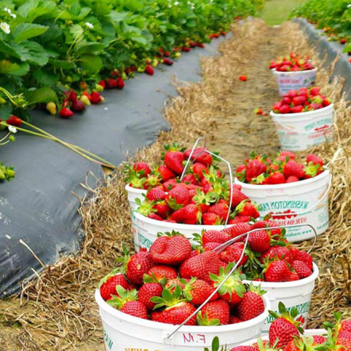 Саджанці пізньої полуниці «Хенінг»