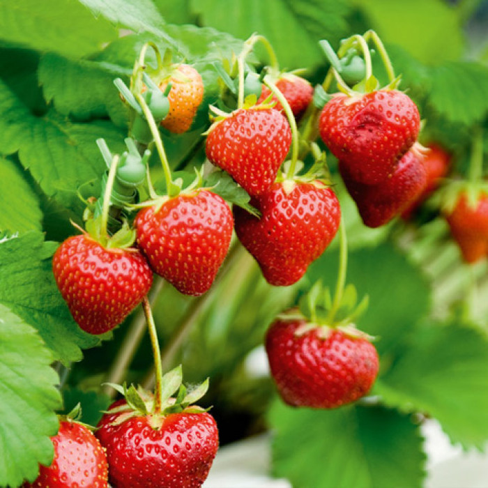 Саджанці пізньої полуниці «Хенінг»