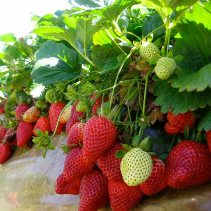 Саджанці пізньої полуниці «Хенінг»